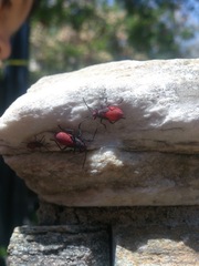Jadera haematoloma