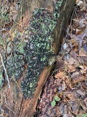 Dermatocarpon luridum