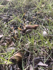 Trichonephila clavipes image