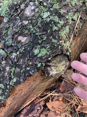 Dermatocarpon luridum