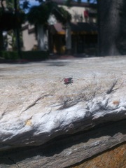Jadera haematoloma