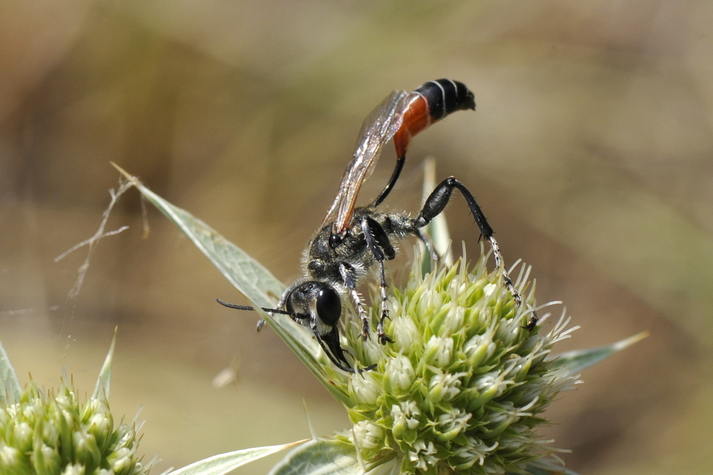 Prionyx kirbii