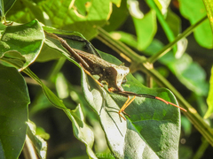 Acanthocephala alata