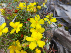 Hibbertia exutiacies