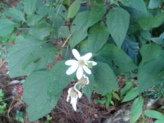 Montanoa frutescens
