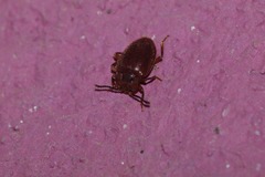 Epipocinae