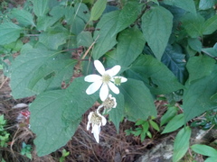 Montanoa frutescens