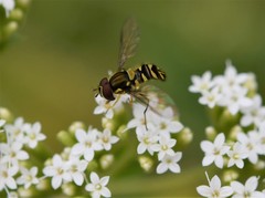 Allograpta neotropica