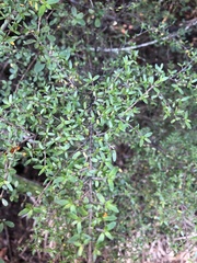 Coprosma microcarpa