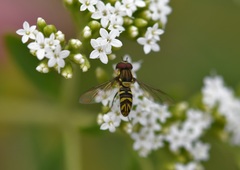 Allograpta neotropica