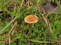 Conocybe vexans