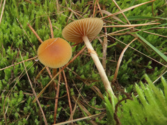 Conocybe vexans