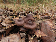 Cortinarius evernius