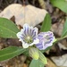 Striped Gentian - Photo (c) florriefunk, some rights reserved (CC BY-NC)