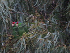 Amazona finschi × viridigenalis