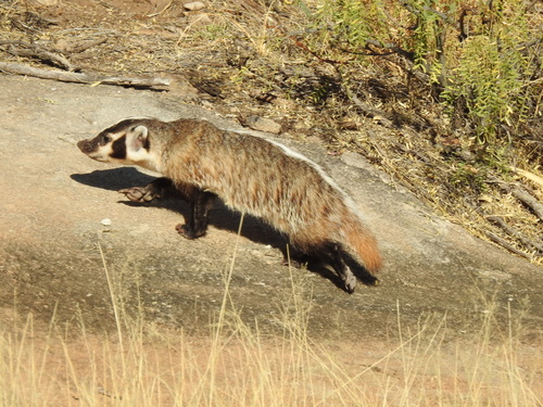American Badger photographed in Texas