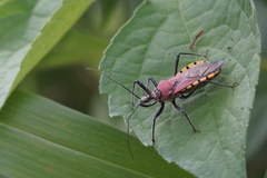 Rhynocoris segmentarius