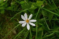 Cosmos diversifolius