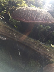 Xerocomellus diffractus