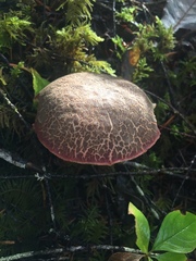 Xerocomellus diffractus