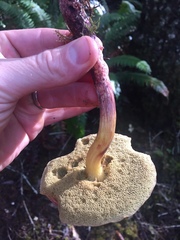 Xerocomellus diffractus