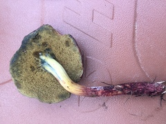 Xerocomellus diffractus