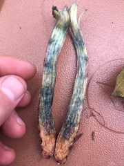 Xerocomellus diffractus