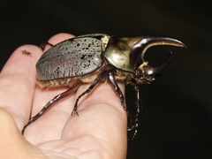 Dynastes grantii