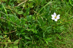 Cosmos diversifolius