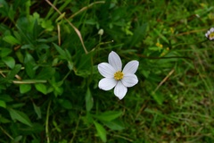 Cosmos diversifolius