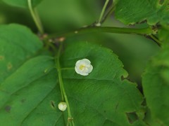 Ilex geniculata