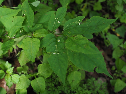 Ilex geniculata