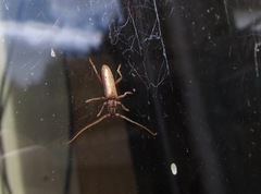 Eburida quadriguttata