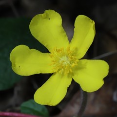 Hibbertia grossulariifolia