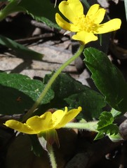 Hibbertia grossulariifolia