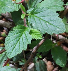 Hibbertia grossulariifolia