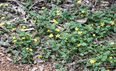 Hibbertia grossulariifolia