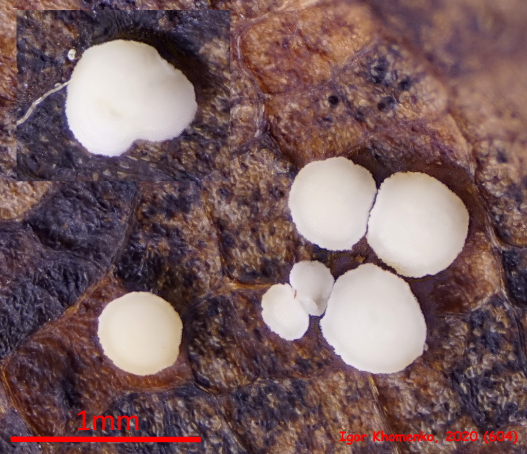 Cistella grumosa