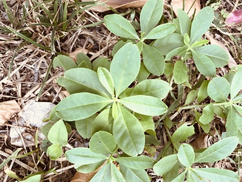 Talinum fruticosum