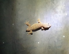 Gehyra versicolor