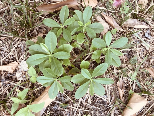 Talinum fruticosum