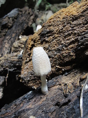 Coprinopsis