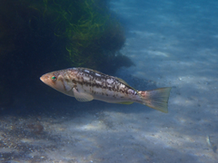 Kelp Bass photo 4