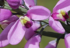 Comesperma virgatum