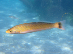 Halichoeres californicus