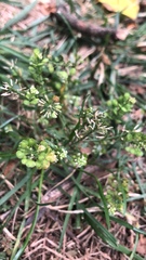 Lepidium