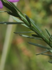 Comesperma virgatum