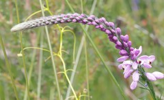 Comesperma virgatum