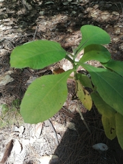 Rumfordia floribunda