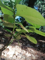 Rumfordia floribunda